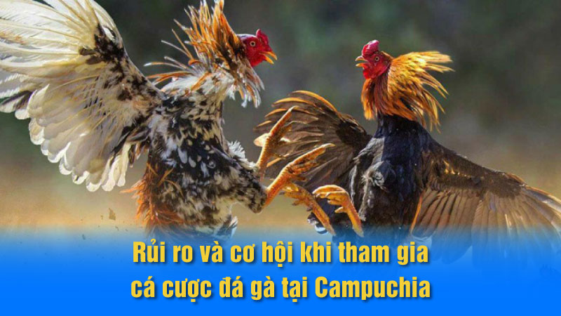 Rủi ro và cơ hội khi tham gia cá cược đá gà tại Campuchia